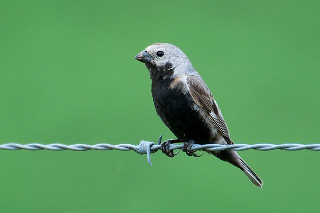 Black-Bellied Seedeater