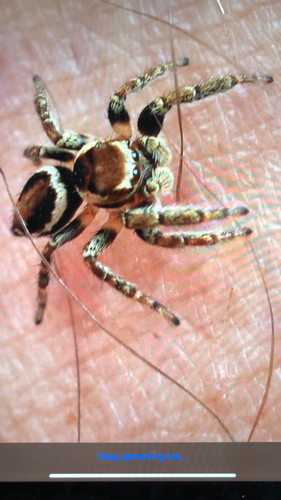 Woodland Jumping Spider, Ooij, photo 10 of 10