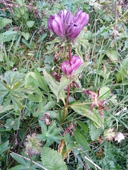 Gentiana pannonica