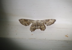 Phazaca leucocephala