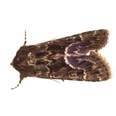 Thalpophila matura