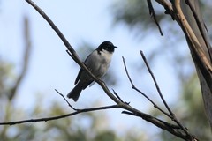 Melithreptus affinis