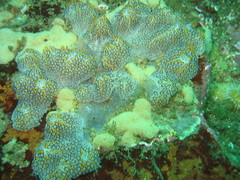 Botrylloides magnicoecus