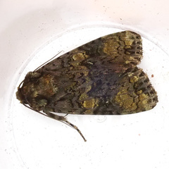 Craniophora ligustri