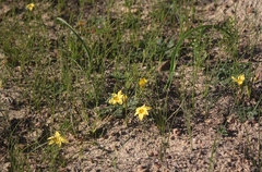 Romulea citrina