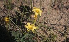 Romulea citrina