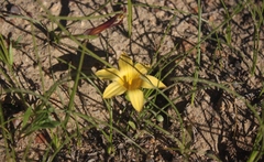 Romulea citrina