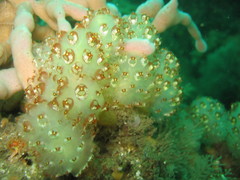 Euclavella claviformis