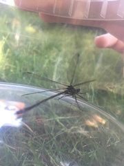 Chalcolestes viridis