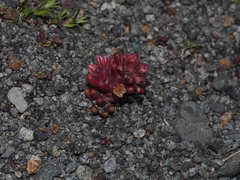 Sedum atratum