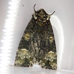 Craniophora ligustri