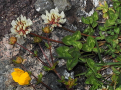 Trifolium pallescens