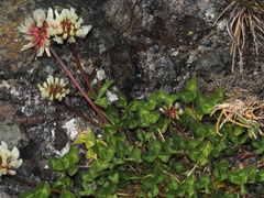 Trifolium pallescens