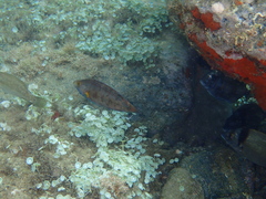 Symphodus mediterraneus
