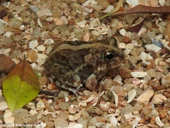 Sphaerotheca rolandae