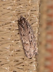 Acantholena siccella