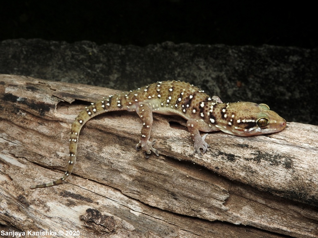 Sri Lankan Termite Hill Gecko from Trincomalee, Sri Lanka on August 1 ...