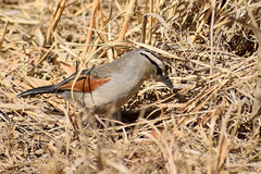 Tchagra australis australis