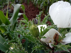 Argemone platyceras