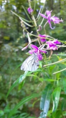 Chamaenerion angustifolium