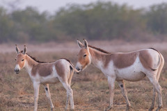 Equus hemionus khur