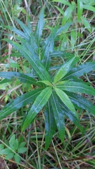 Chamaenerion angustifolium