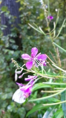 Chamaenerion angustifolium