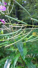 Chamaenerion angustifolium