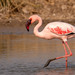 Lesser Flamingo - Photo (c) Uday Agashe, some rights reserved (CC BY-NC), uploaded by Uday Agashe