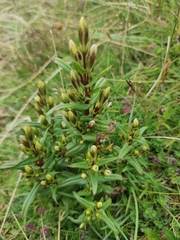 Gentianeae
