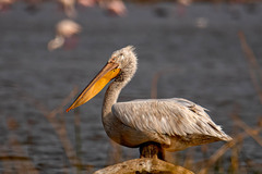 Pelecanus