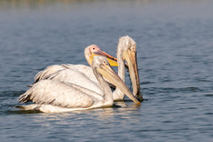 Pelecanus
