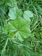 Malva pusilla