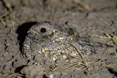 Caprimulgus mahrattensis