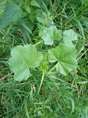 Malva pusilla