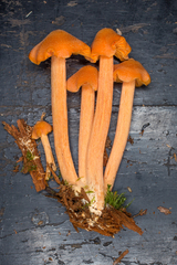 Entoloma salmoneum