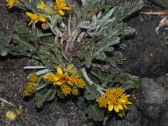 Jacobaea carniolica
