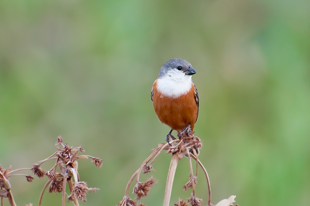 Marsh Seedeater photo