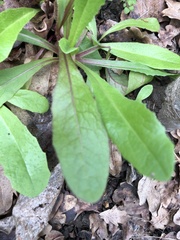 Asteraceae