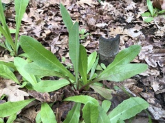 Asteraceae