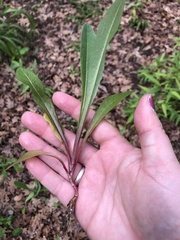 Asteraceae