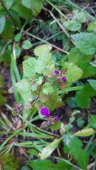 Lamium maculatum