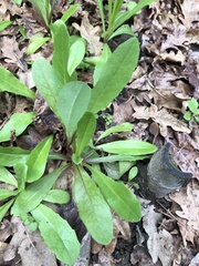 Asteraceae