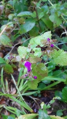 Lamium maculatum