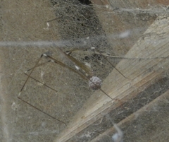 Crossopriza