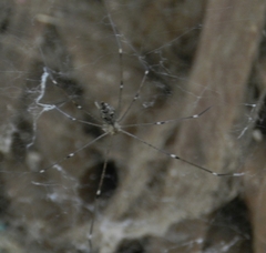 Crossopriza
