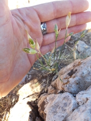 Dianthus marschallii