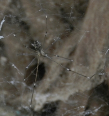 Crossopriza
