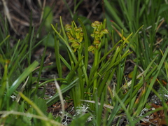 Chamorchis alpina