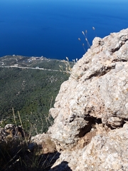 Dianthus marschallii